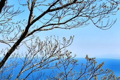 Low angle view of tree against blue sky