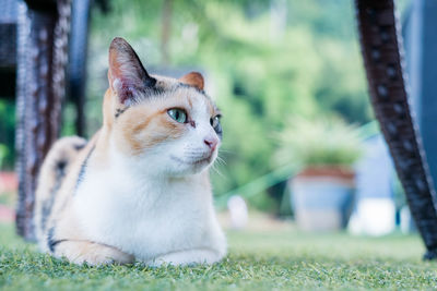 Close-up of cat looking away while sitting on grass