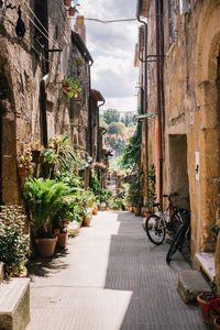 Potted plants on alley amidst buildings in city