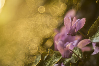 Close-up of flower blooming outdoors