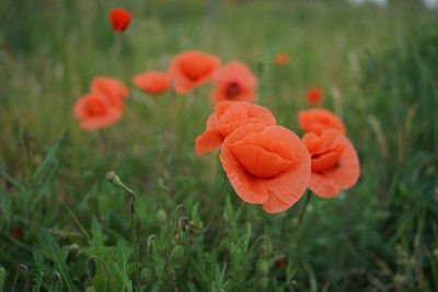 Close-up of orange poppy on field