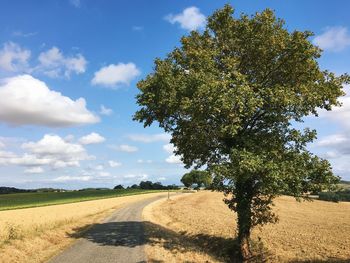 Tree by road on field against sky