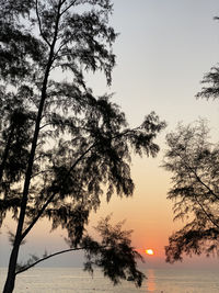 Silhouette trees by sea against sky during sunset