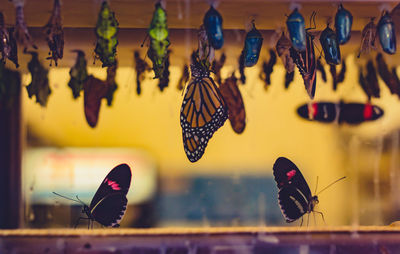 Close-up of butterflies