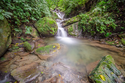 Scenic view of waterfall in forest