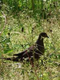 Close-up of bird perching on a field