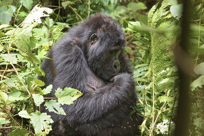 Gorilla thinking 