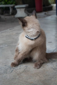 Cat looking away while sitting on footpath