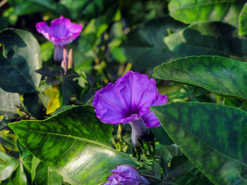 Close-up of pink flowering plant