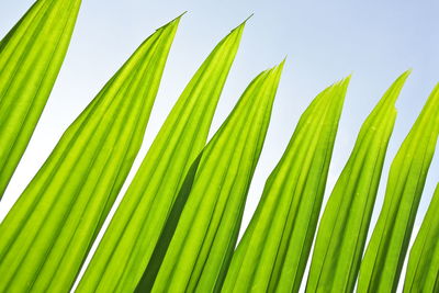 Low angle view of palm leaves