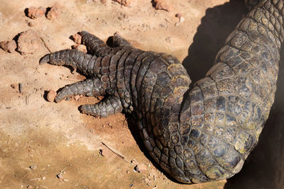 High angle view of lizard