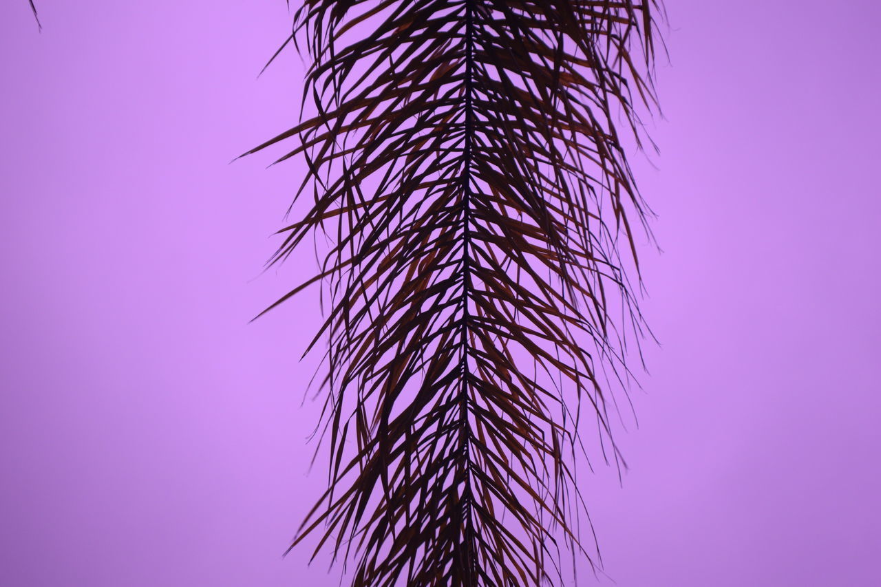 LOW ANGLE VIEW OF SILHOUETTE PLANT AGAINST CLEAR SKY