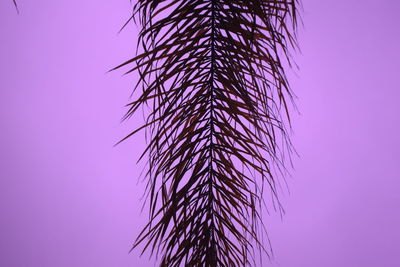 Low angle view of silhouette plant against sky during sunset