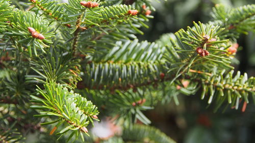 Close-up of fresh green plant