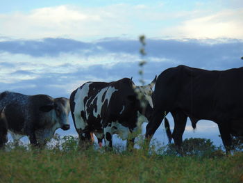 Cows grazing in a field