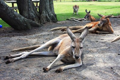 Giraffe lying on field