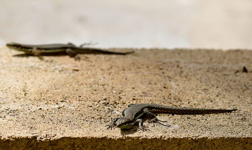 Close-up of a lizard on sand
