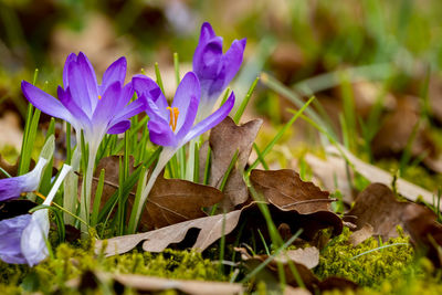 Close-up of purple crocus flowers on field