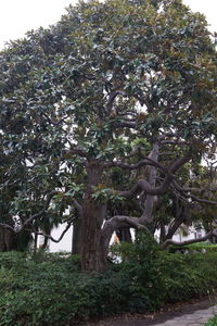 Low angle view of trees