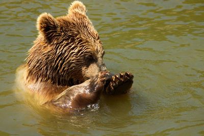 High angle view of bear in lake