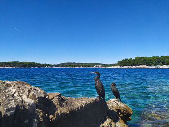 View of birds on rock against blue sky