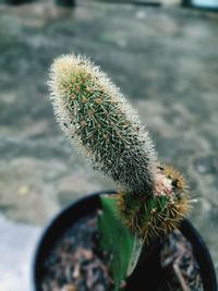 Close-up of succulent plant