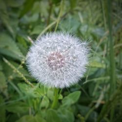 Close-up of dandelion growing in field