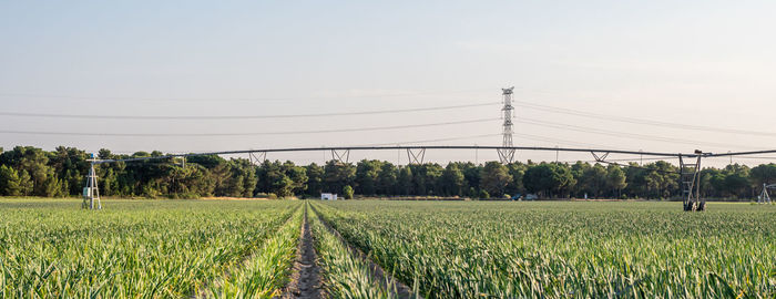 Near segovia, a garlic plantation with thick grasses and a flexible micro-sprinkler .