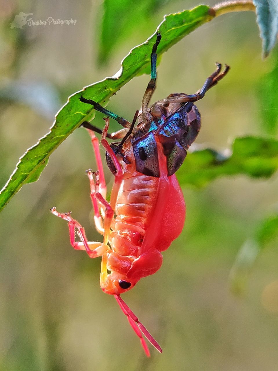 CLOSE-UP OF INSECT ON RED FLOWER