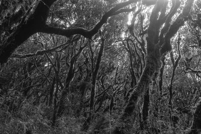 Low angle view of trees in forest