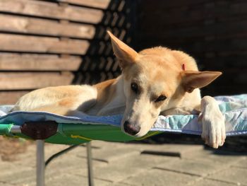 Close-up of dog resting on seat