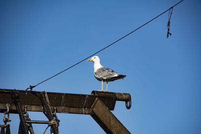 Low angle view of seagull perching on cable