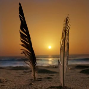 Angel feathers on the beach