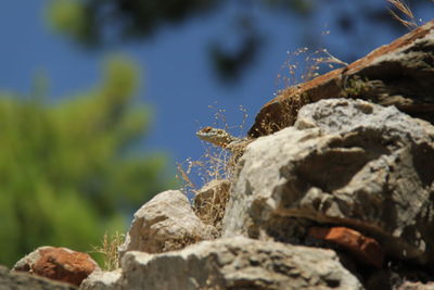 Close-up of insect on rock