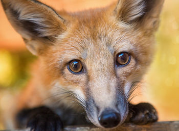 Close-up portrait of fox