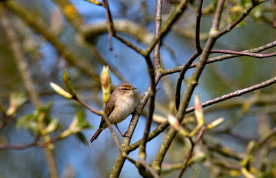 Close-up of bird perching on tree