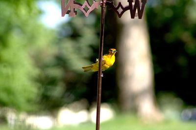 Close-up of a bird