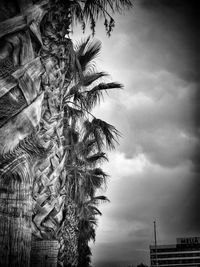 Low angle view of bare trees against cloudy sky