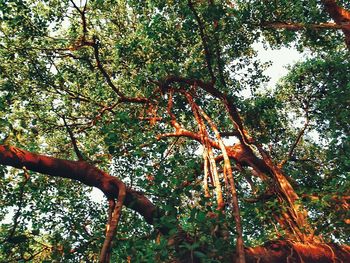 Low angle view of trees in forest against sky