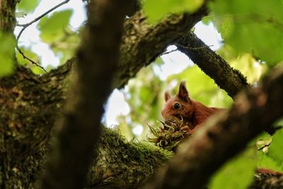 Low angle view of squirrel on tree