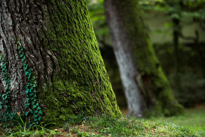 Close-up of tree trunk