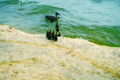 High angle view of men in sea