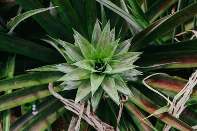 Close-up of flower