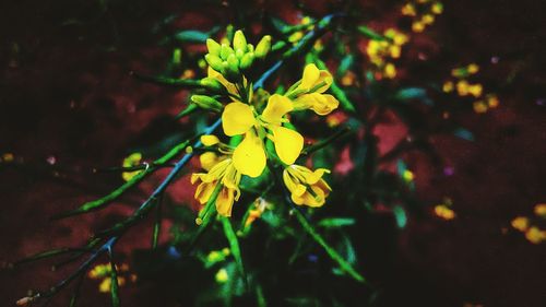 Close-up of flowers at night