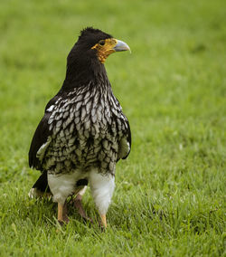 Close-up of a bird looking away