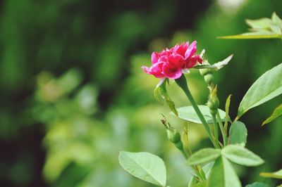 Close-up of pink flowering plant