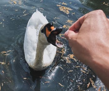 High angle view of man eating food in water