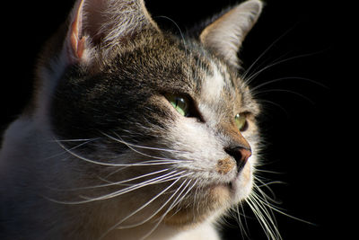 Close-up of cat looking away