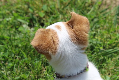 Close-up of cat on grass