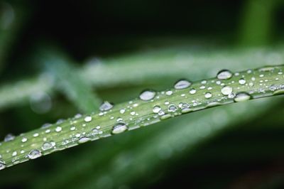 Close-up of raindrops on leaf